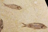 Diplomystus With Knightia Fossil Fish - Wyoming #144183-3
